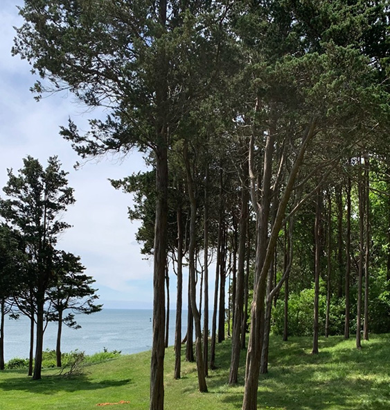 Tree health care and assessment services