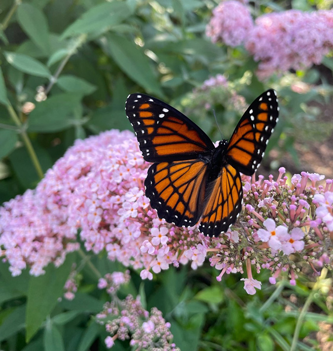 Professional hedge and shrub care services