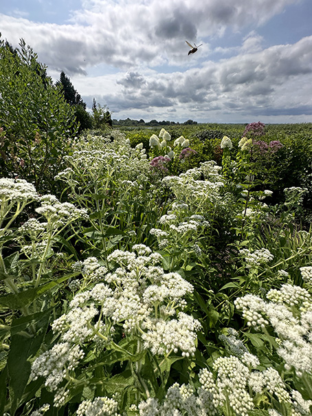 Pollinator-friendly landscape supporting integrated pest management